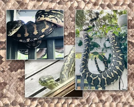 Embracing the Reptiles in the Overhead Space: An Evolution from Anxiety to Fascination